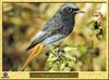 Black Redstart (Phoenicurus ochruros)