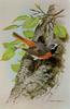 Common Redstart (Phoenicurus phoenicurus)