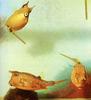Longhorn Cowfish / Horned Boxfish (Lactoria cornuta)