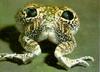 False-eyed Frog (Physalaemus nattereri)