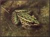 Northern Leopard Frog (Rana pipiens)
