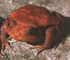 Tomato Frog (Dyscophus antongilii)