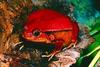 Tomato Frog (Dyscophus antongilii)
