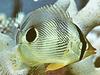 Foureye Butterflyfish (Chaetodon capistratus)