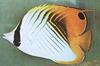 Threadfin Butterflyfish (Chaetodon auriga)