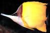 Longnose Butterflyfish (Forcipiger longirostris)