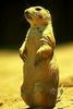 Prairie Dog (Cynomys sp.)