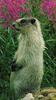 Marmot (Marmota sp.)