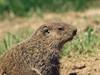 Woodchuck/Groundhog (Marmota monax)