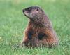 Woodchuck/Groundhog (Marmota monax)