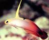 Fish - What is this? -- Fire Dartfish (Nemateleotris magnifica)