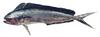 Common Dolphinfish (Coryphaena hippurus)