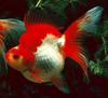 Goldfish (Carassius auratus auratus)