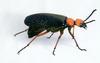 Desert Blister Beetle (Lytta magister)