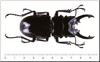 Stag Beetle (Lucanidae)