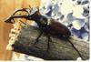 Stag Beetle (Lucanidae)