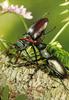 European Stag Beetle (Lucanus cervus)