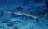 Whitetip Reef Shark (Triaenodon obesus)