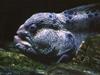 Wolf-eel (Anarrhichthys ocellatus)