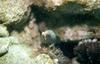 Moray Eel (Gymnothorax sp.)