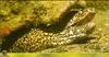 Moray Eel (Gymnothorax sp.)