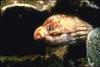 Moray Eel (Gymnothorax sp.)  --> Echidna polyzona, Barred moray eel