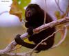 Black Howler Monkey (Alouatta caraya)