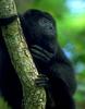 Black Howler Monkey (Alouatta caraya)