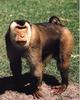 Pig-tailed Macaque (Macaca nemestrina)