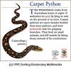 Carpet Python (Morelia spilota)