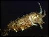 Cuttlefish (Sepiidae)