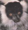 Black-and-white Ruffed Lemur (Varecia variegata)