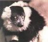 흰목도리여우원숭이 (동물이름사전)
