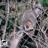 Mouse Lemur (Microcebus sp.)
