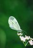 Wood White Butterfly (Leptidea sinapis)