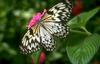 Tree Nymph Butterfly (Idea leuconoe)