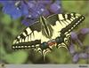 Common Swallowtail Butterfly (Papilio machaon)