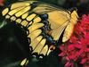 Common Swallowtail Butterfly (Papilio machaon)