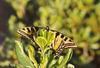 Western Tiger Swallowtail Butterfly (Papilio rutulus)