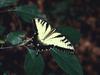 Tiger Swallowtail Butterfly (Papilio sp.)
