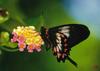 Harris' Mimic Swallowtail Butterfly (Eurytides lysithous)