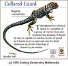 Collared Lizard (Crotaphytus collaris)
