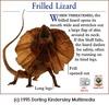 Frillneck Lizard (Chlamydosaurus kingii)