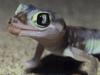 Web-footed Sand Gecko (Palmatogecko rangei)