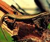 Oceanic Gecko / Big Tree Gecko (Oedura castelnaui)
