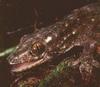 남태평양큰도마뱀붙이 (동물이름사전)