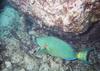 Parrotfish (Scaridae)