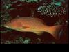 Yellowfin Hind Grouper (Cephalopholis hemistiktos)
