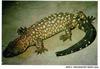 Beaded Lizard (Heloderma horridum)
