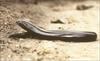 (South Africa) Giant Legless Lizard (Acontias plumbeus)